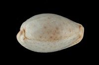 藏品(玻芬寶螺)的圖片